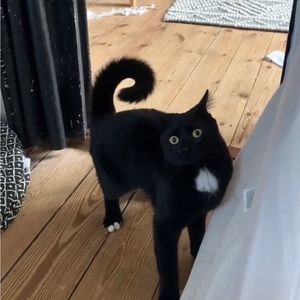 Meet your Posher, Audrey